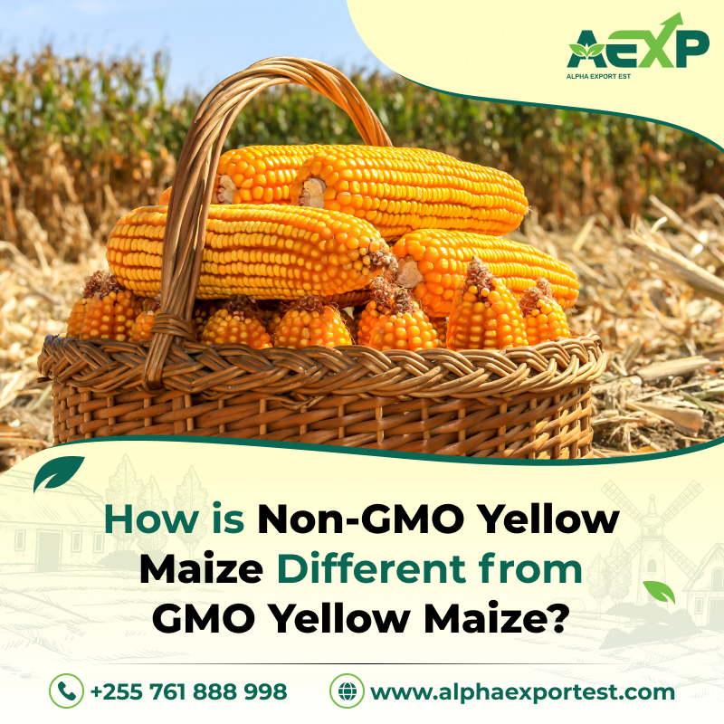 How is Non-GMO Yellow Maize Different from GMO Yellow Maize?